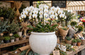 Orchidea premium a 9 rami in vaso di ceramica