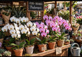 Orchidea Phalaenopsis in ceramica, 2 rami